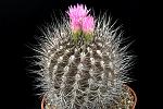 Neoporteria sp. D. 9 € 28.00